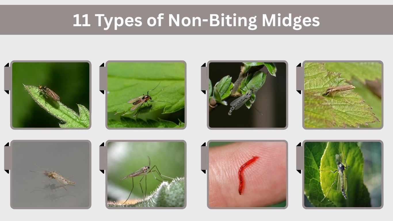 11 Types of Non-Biting Midges: Identification with Pictures 