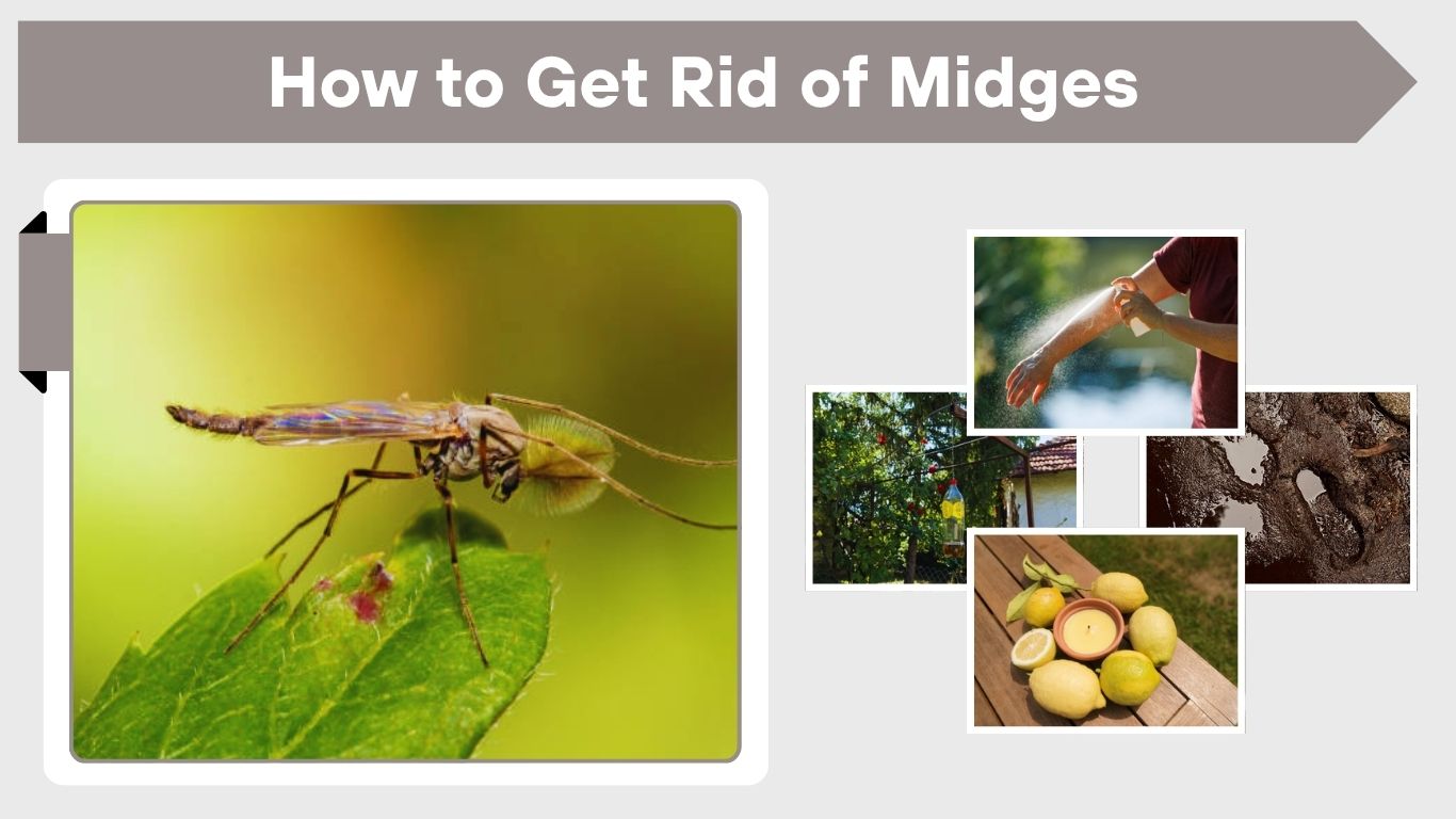 How to Get Rid of Midges (Indoor, Outdoor & Natural Methods)