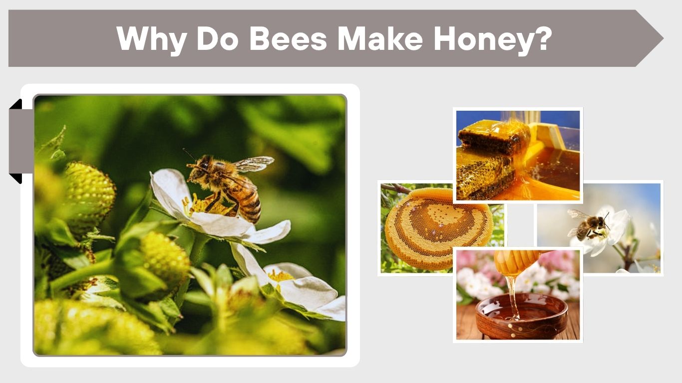Why Do Bees Make Honey? The Real Reason Revealed