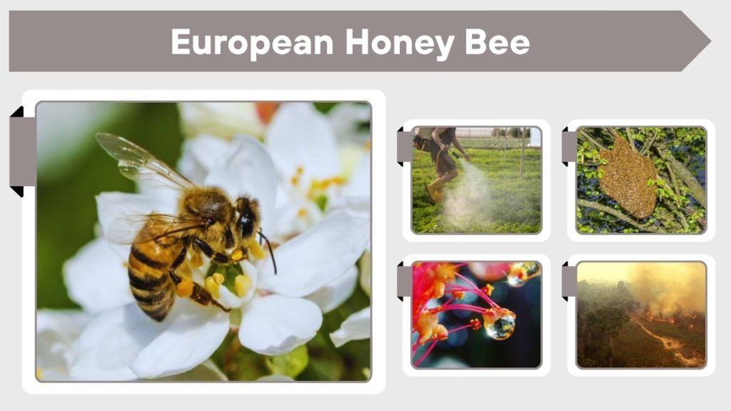 European Honey Bee: Facts, Life Cycle and Importance