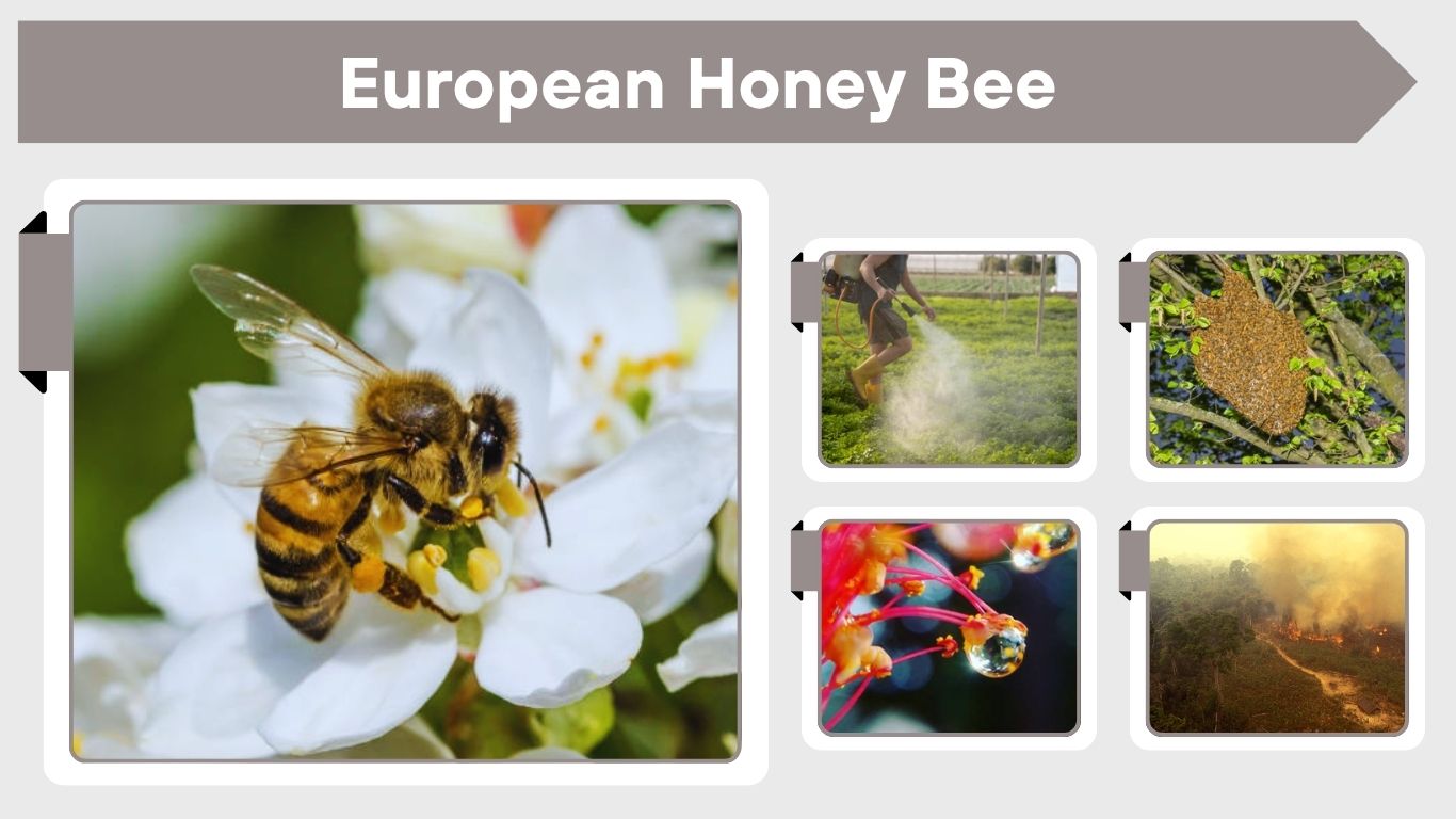 European Honey Bee: Facts, Life Cycle and Importance