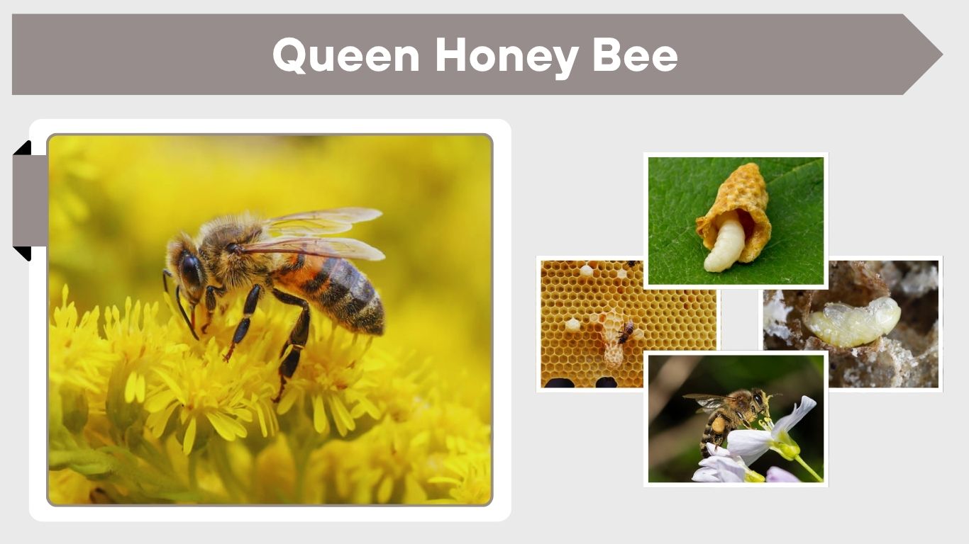 Queen Honey Bee: Life Cycle, Lifespan and Key Facts