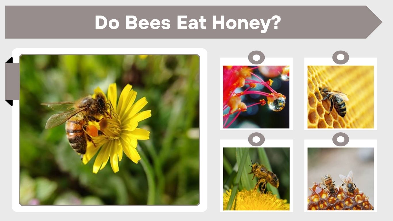Do Bees Eat Honey? Diet of Honey Bees Explained