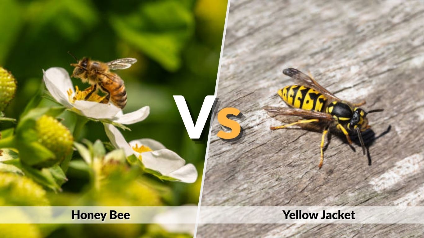 Honey Bee vs Yellow Jacket: Key Differences Guide