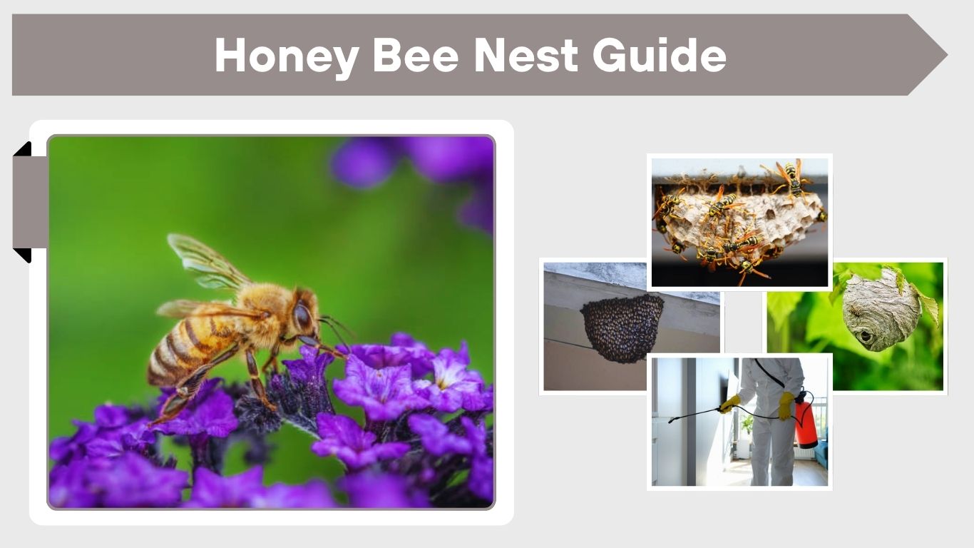 Honey Bee Nest Guide: Location, Look and Safety Tips