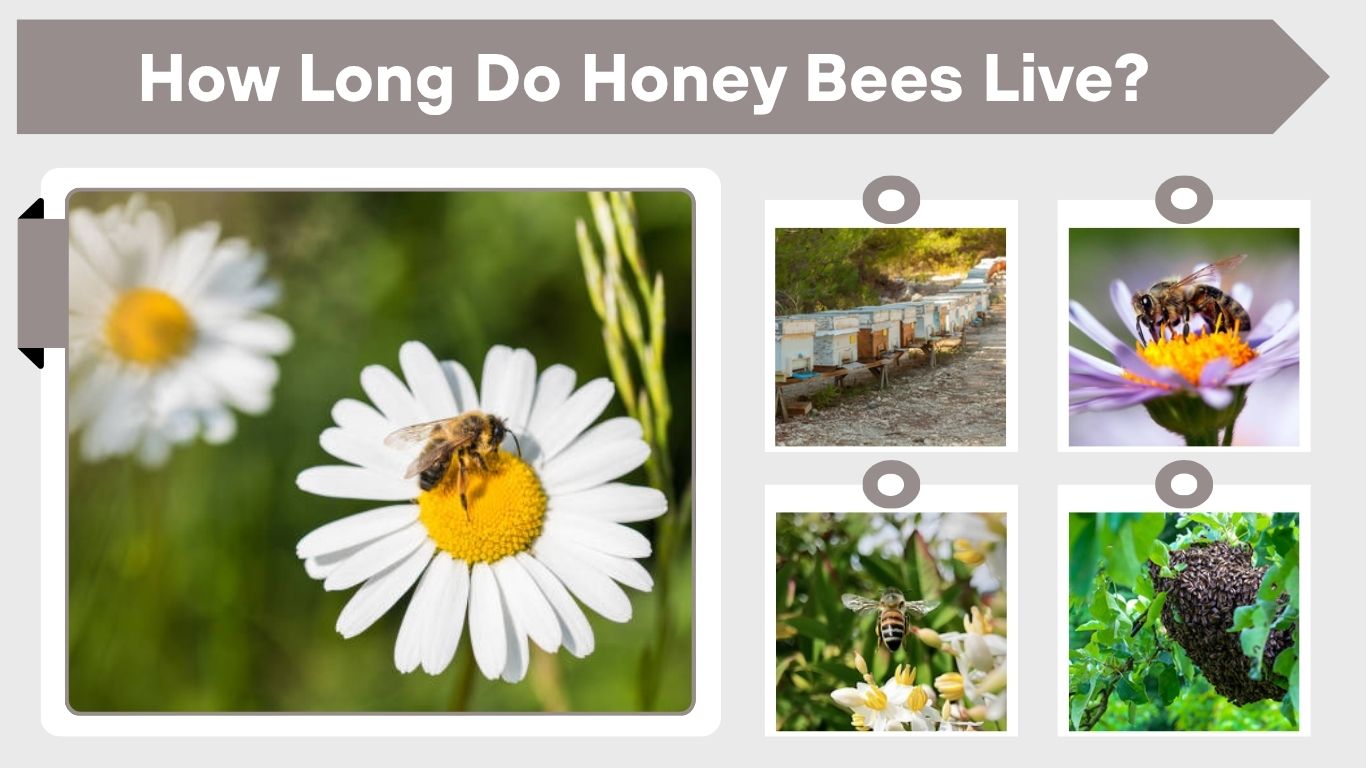 How Long Do Honey Bees Live? Lifespan Guide
