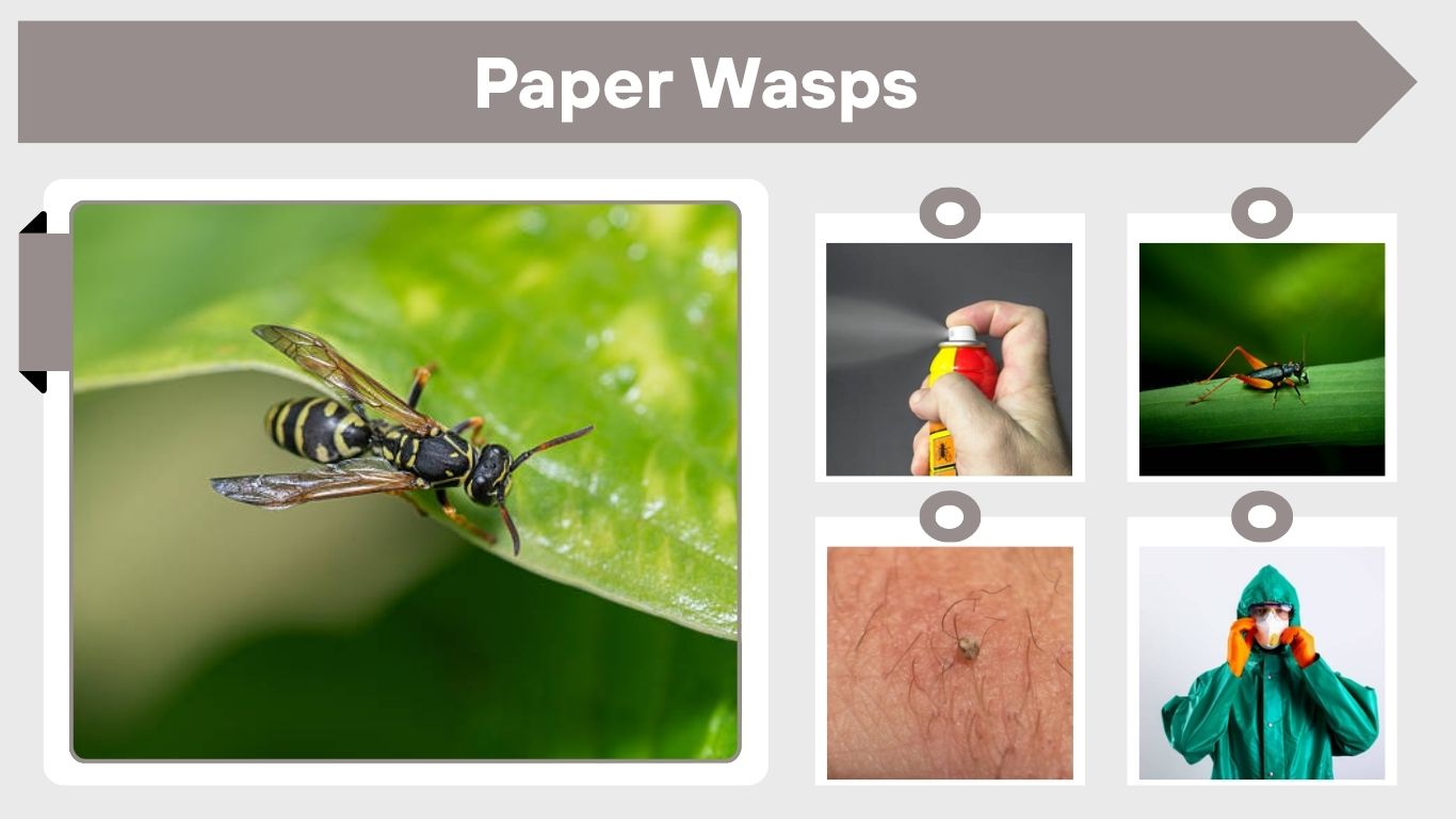 Paper Wasps: Identification, Sting, Nests and Safe Removal