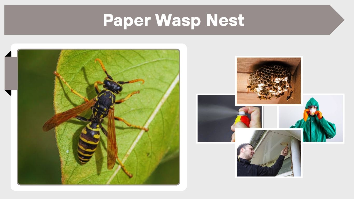 Paper Wasp Nest: How to Identify and Remove Safely