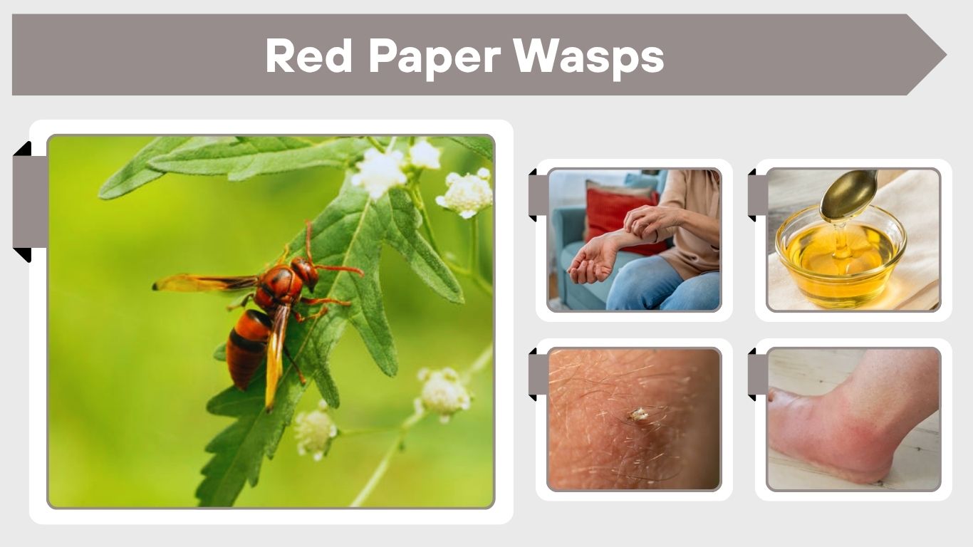 Red Paper Wasps: Identification, Sting, Nest and Safety Tips