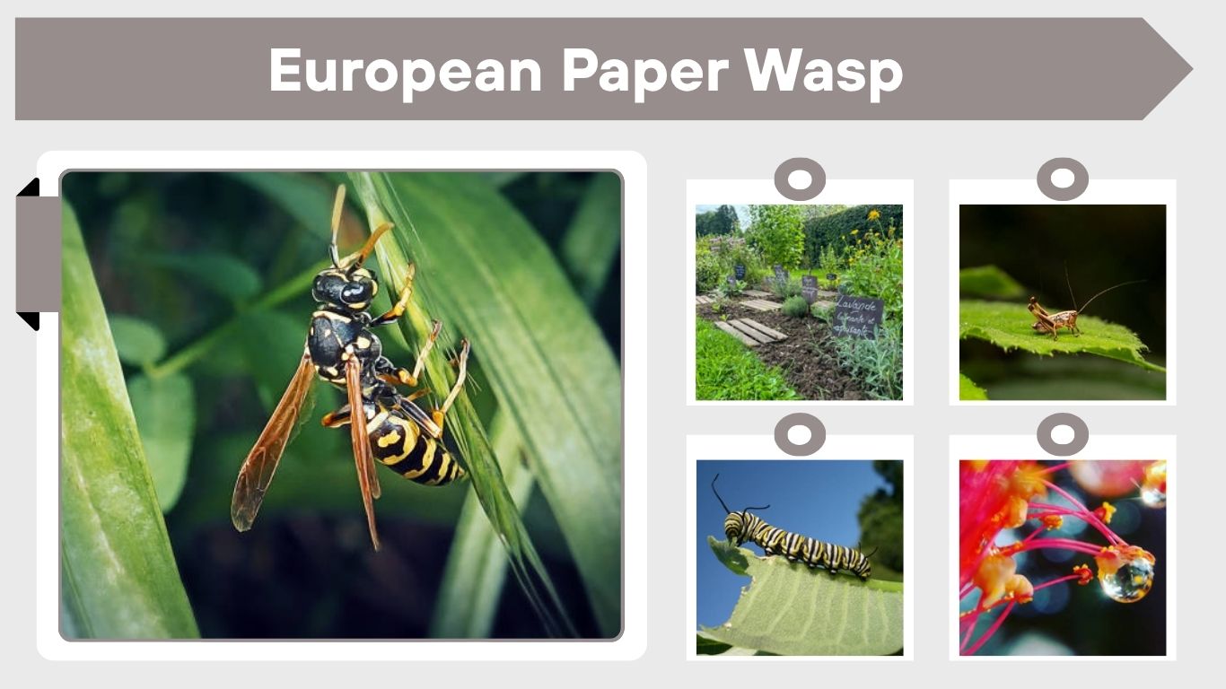 European Paper Wasp: Habitat, Diet, and Control Tips