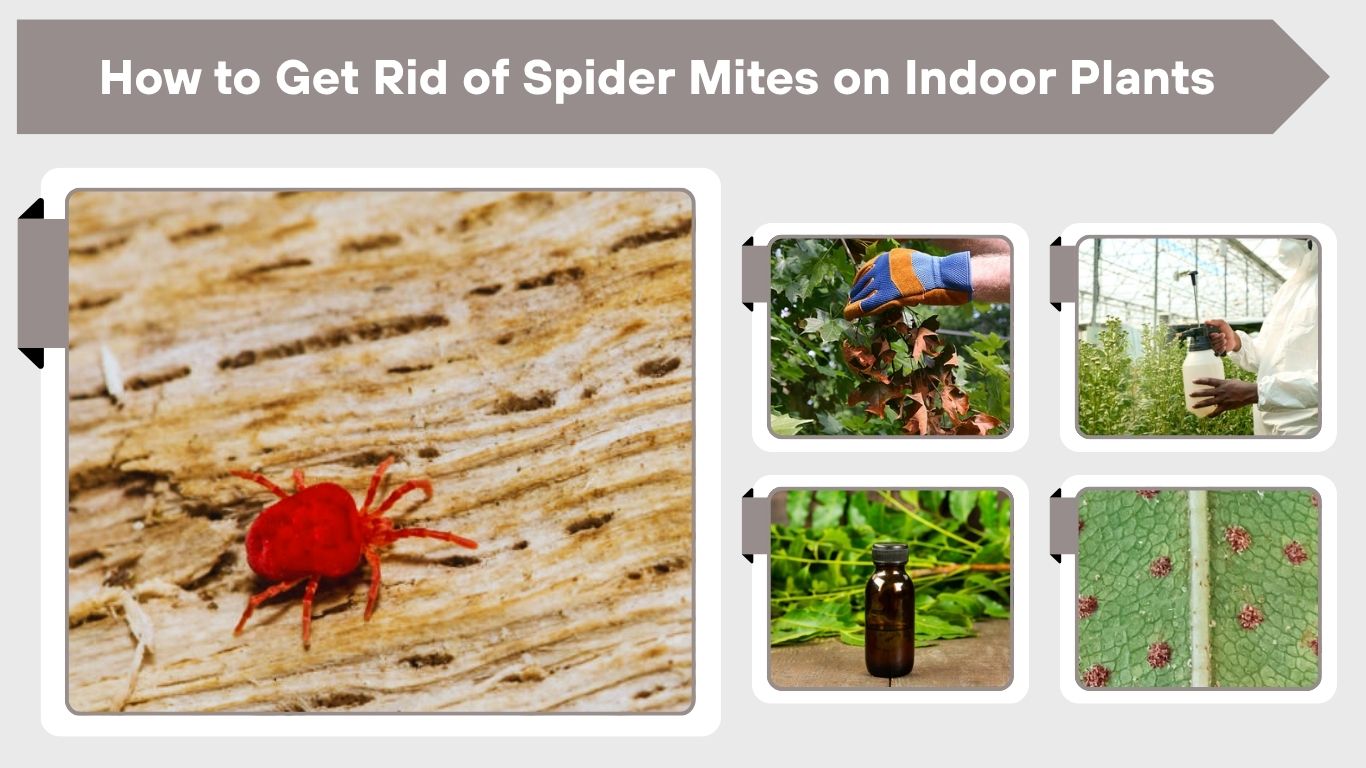 How to Get Rid of Spider Mites on Indoor Plants (Complete Guide)