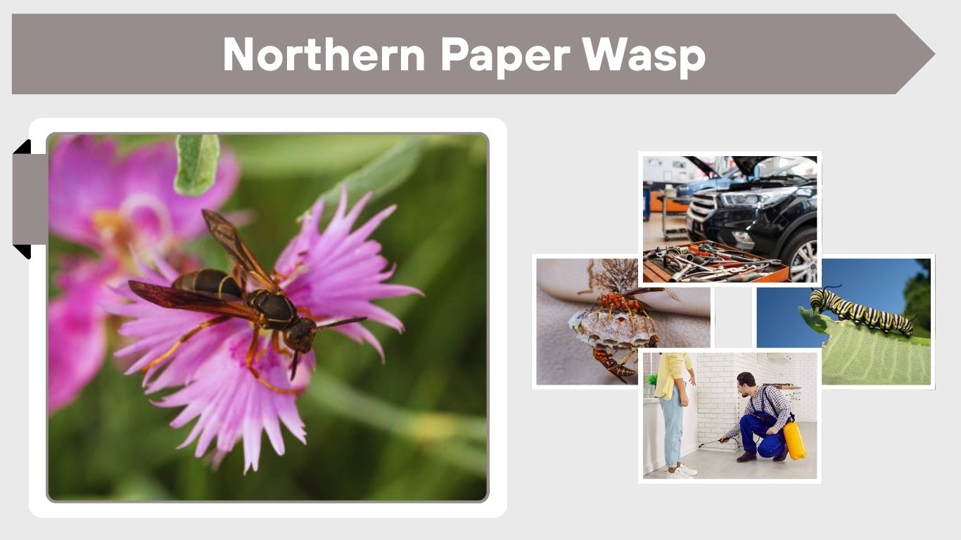 Northern Paper Wasp: Behavior, Sting and Safety Tips