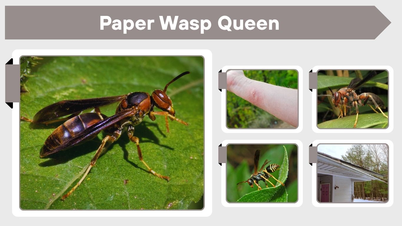 Paper Wasp Queen: Size, Sting and Life Cycle Guide