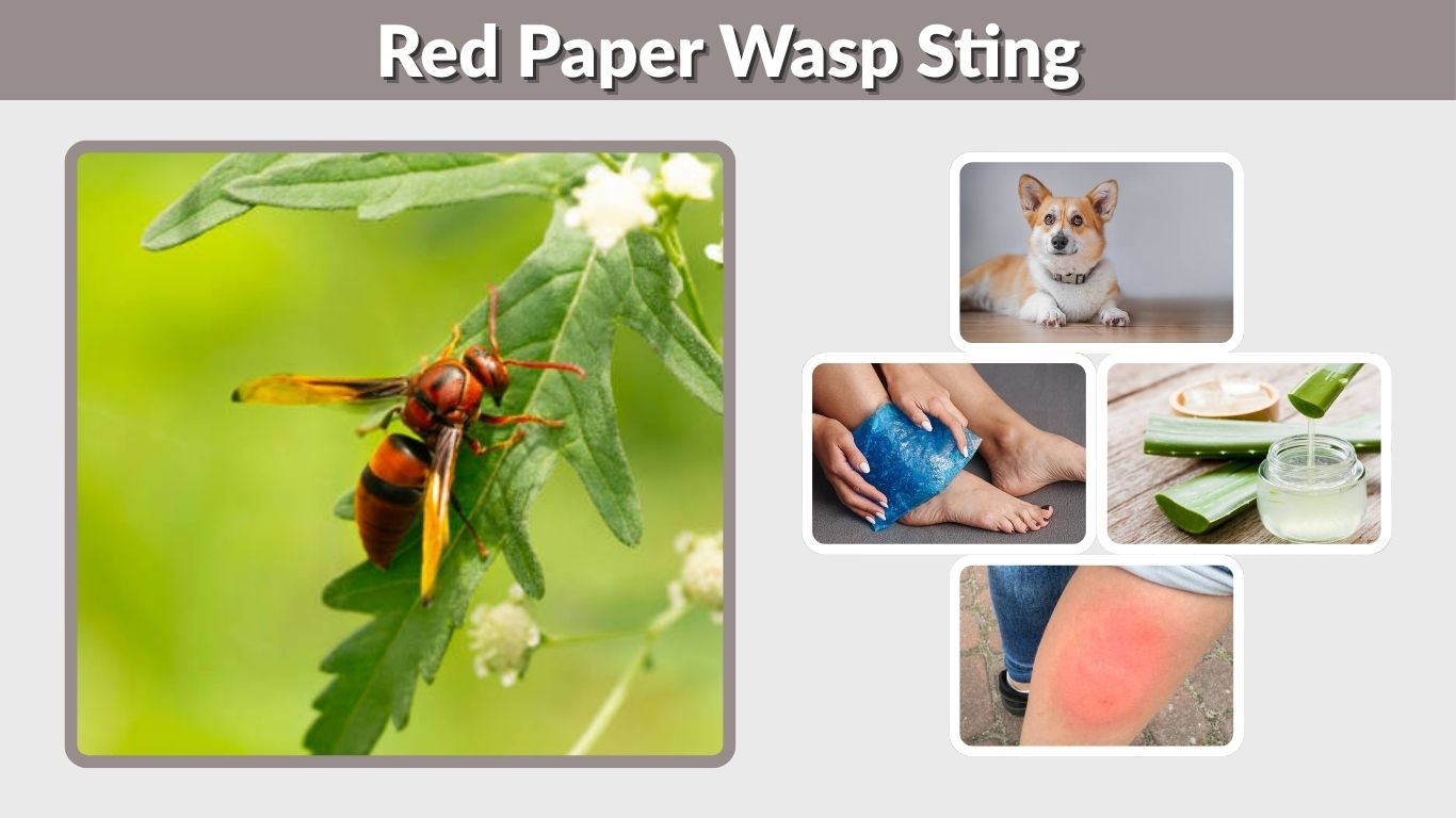 Red Paper Wasp Sting: Pain, Symptoms and Treatment
