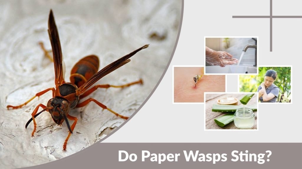 Do Paper Wasps Sting? Pain, Behavior and Treatment Guide