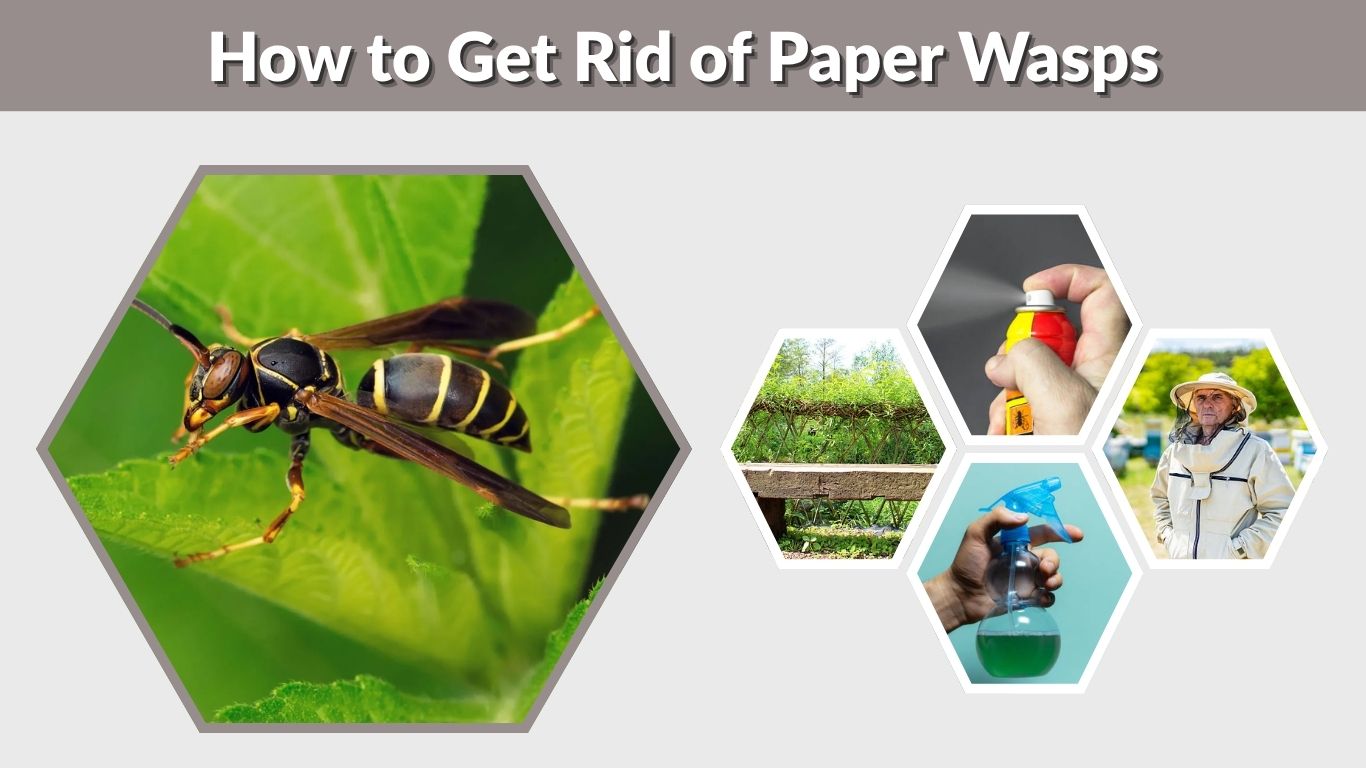 How to Get Rid of Paper Wasps Safely and Effectively