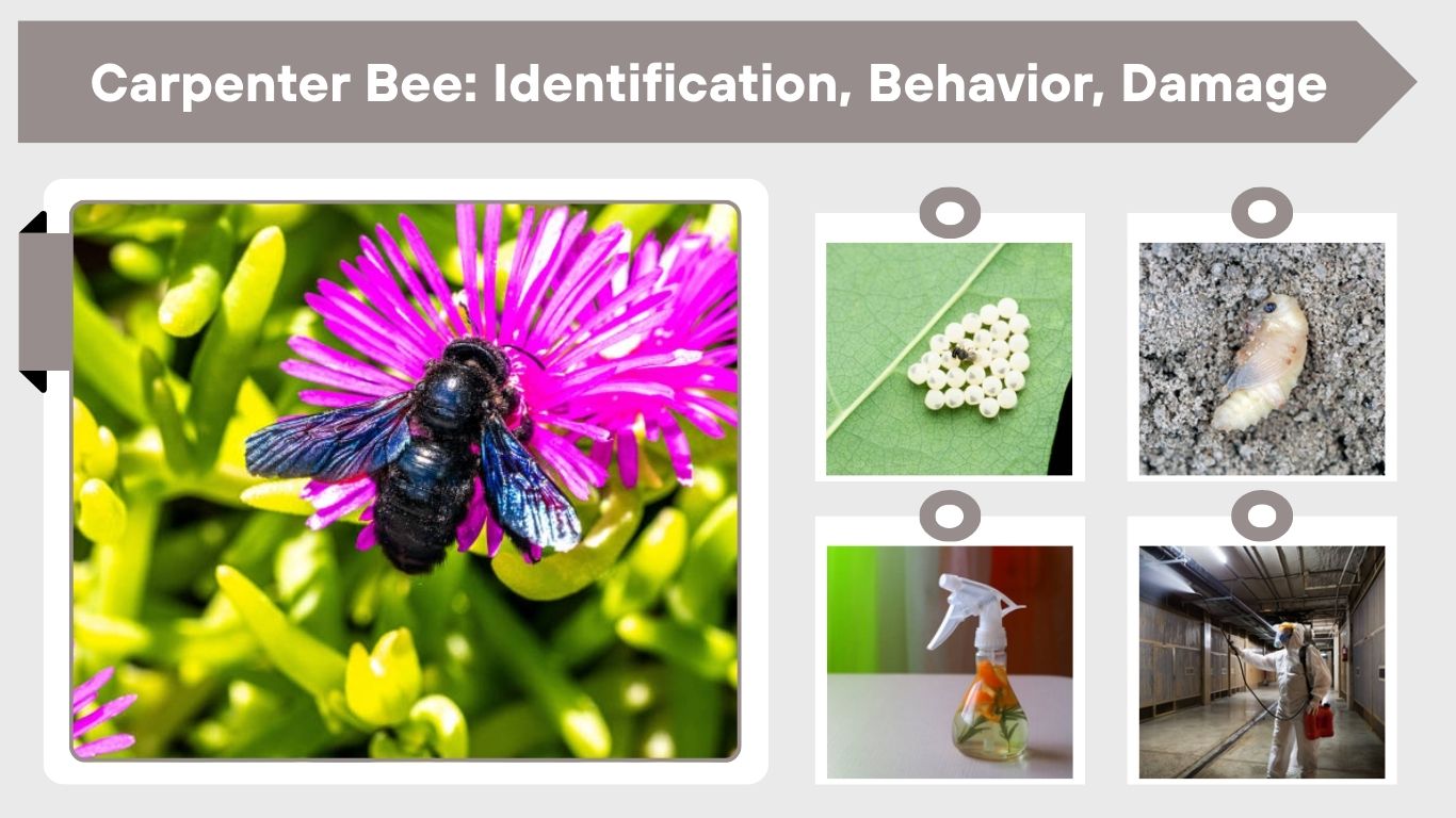 Carpenter Bee: Identification, Behavior, Damage & Control Guide