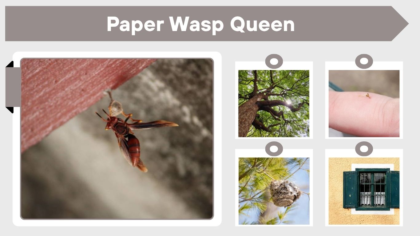 Paper Wasp Queen: Lifecycle, Nesting and Facts