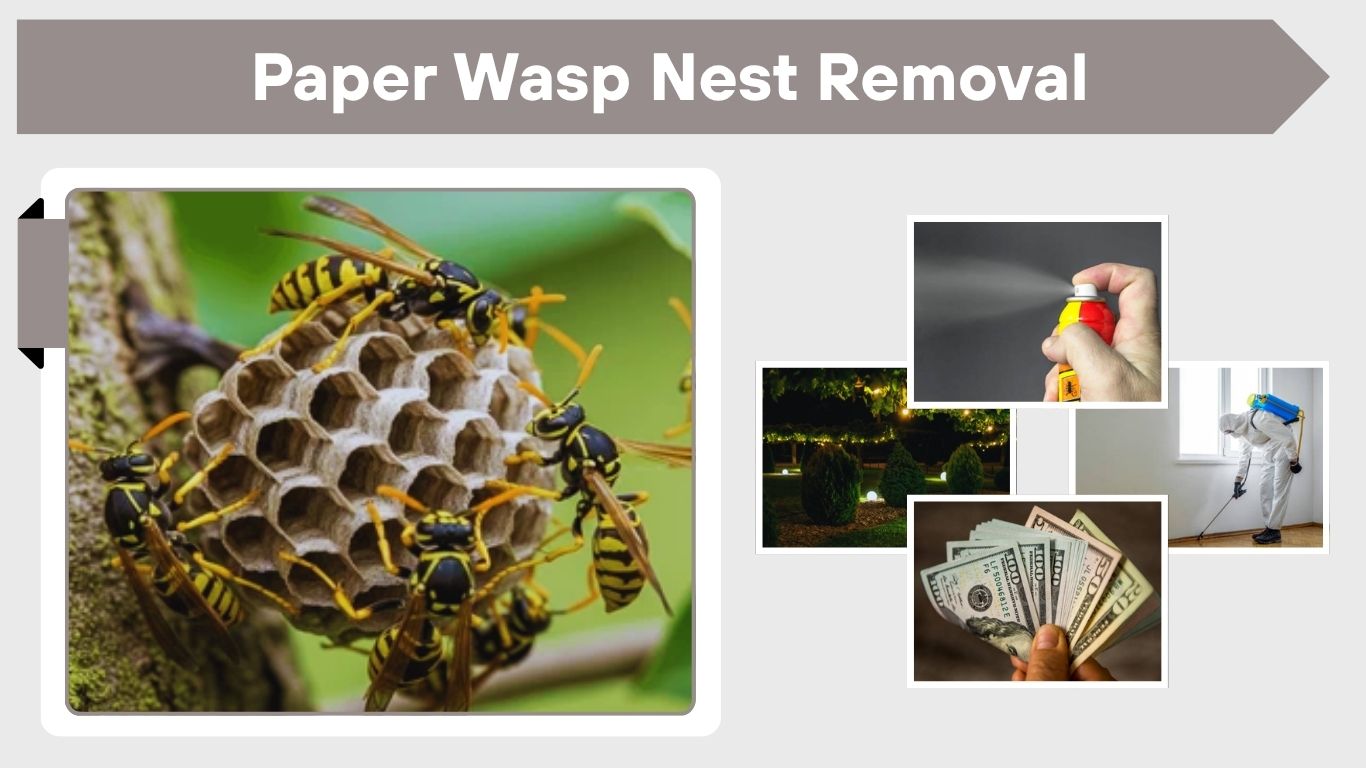 Paper Wasp Nest Removal: Safe and Easy Methods