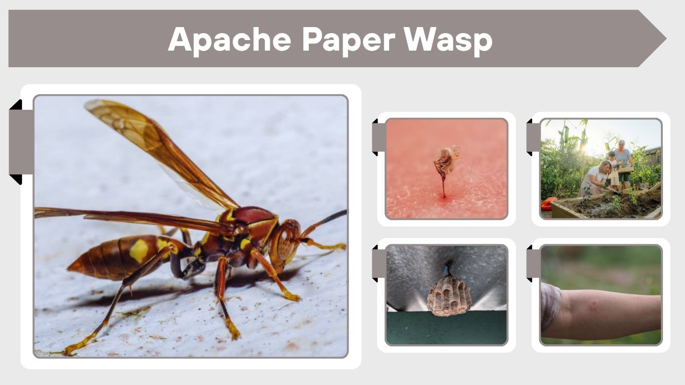 Apache Paper Wasp Identification, Nest and Sting Guide