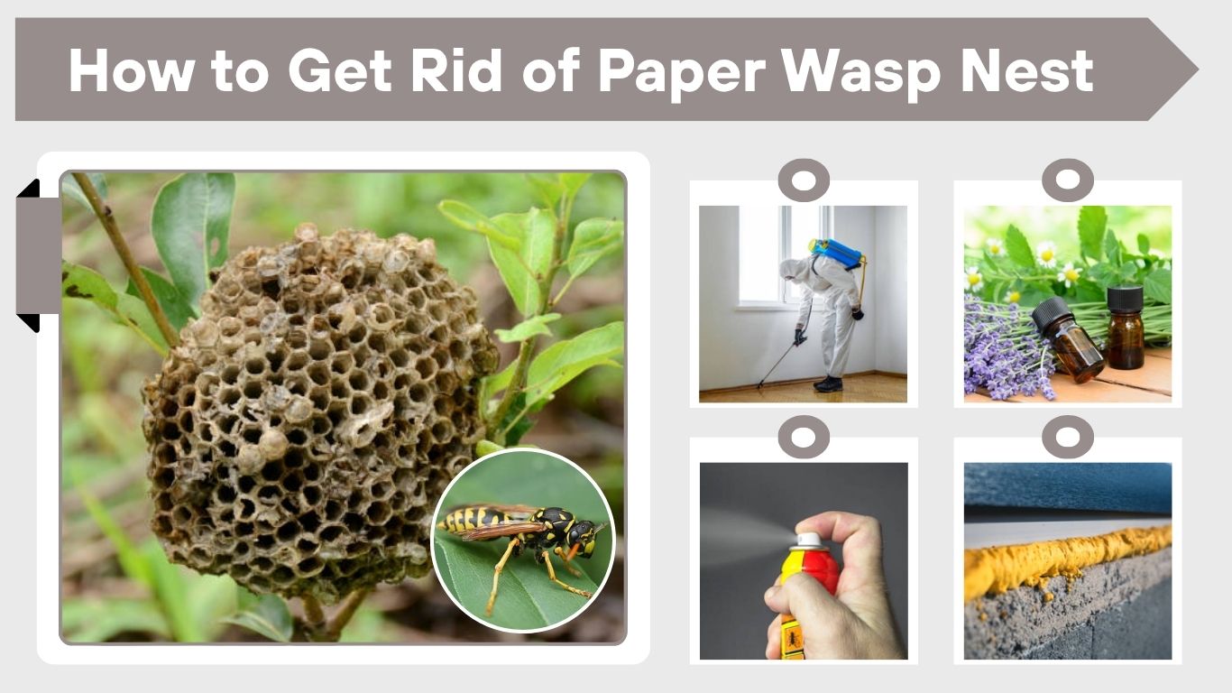 How to Get Rid of Paper Wasp Nest Naturally and Fast
