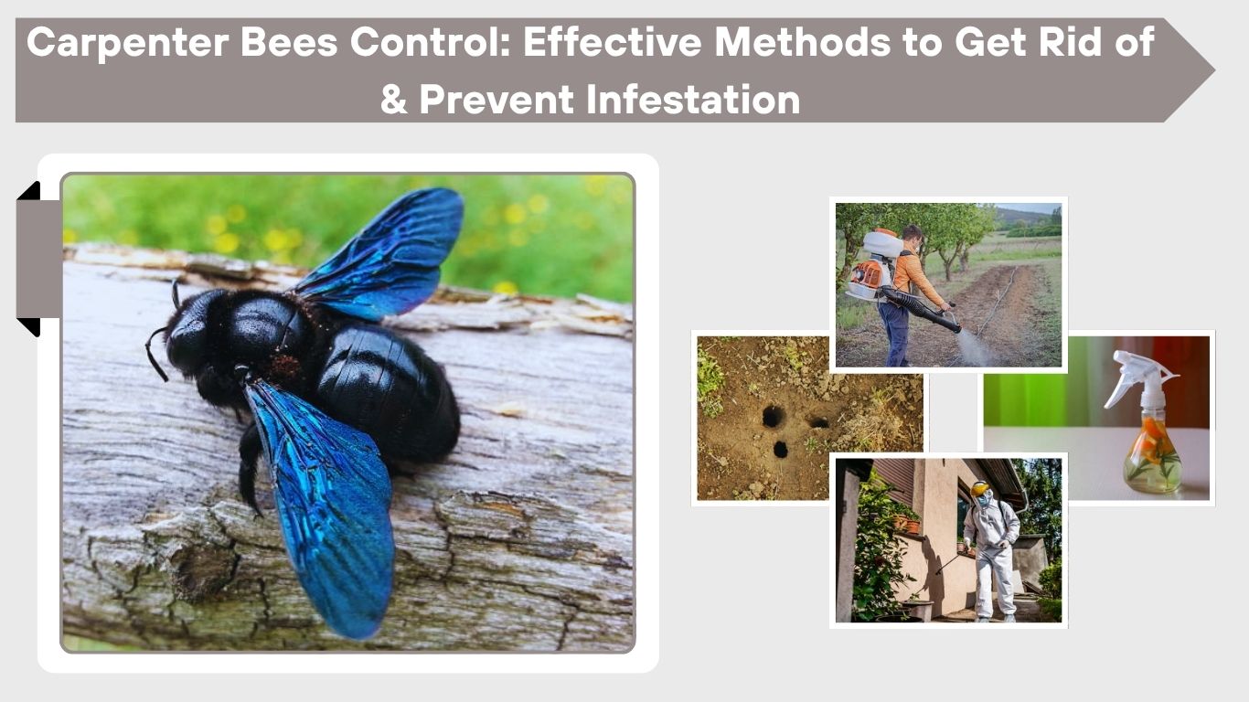 Carpenter Bees Control: Effective Methods to Get Rid of & Prevent Infestation