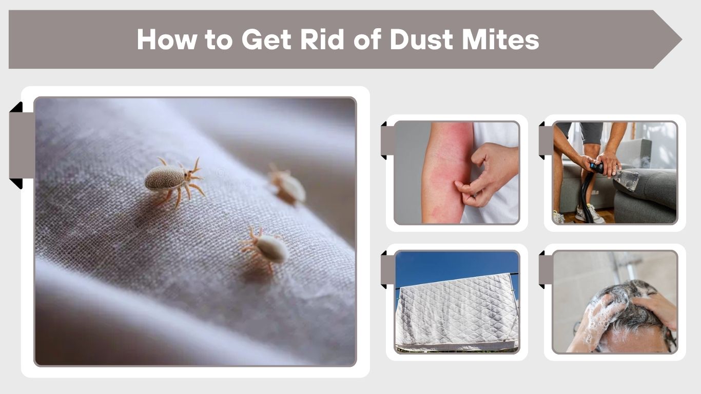 How to Get Rid of Dust Mites (Complete Guide for Home, Bed & Mattress)