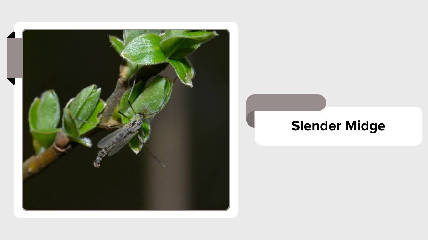 Midge Insect Types 11 Types of Non-Biting Midges: Identification with Pictures