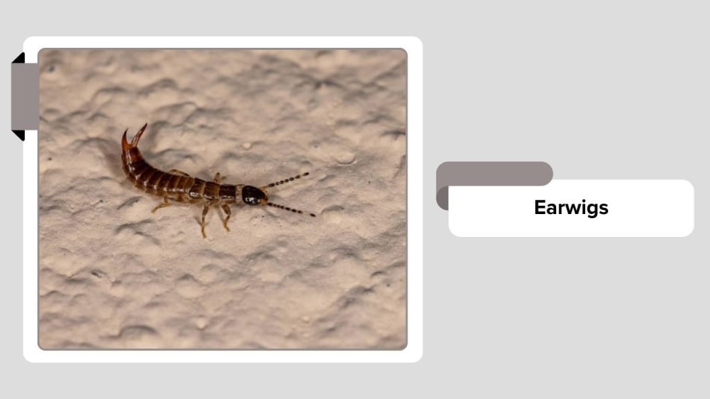 20 Common insects that live underground: Identification with Pictures