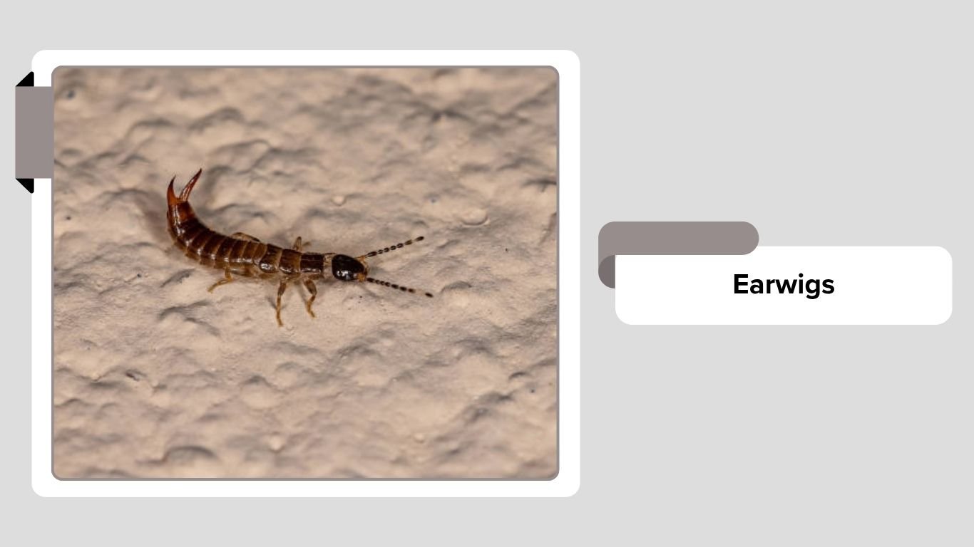 Underground Insects 20 Common insects that live underground: Identification with Pictures