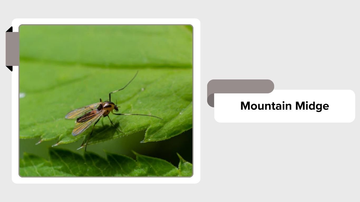 Midge Insect Types 11 Types of Non-Biting Midges: Identification with Pictures