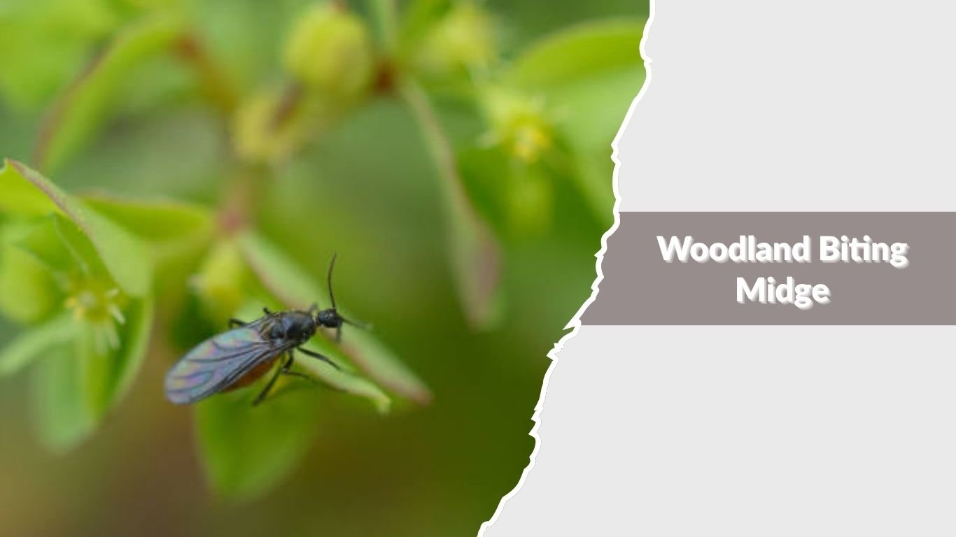 Midge Insect Types 13 Types of Biting Midges: Identification with Pictures