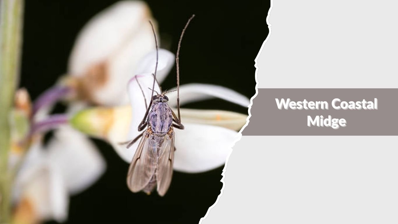 Midge Insect Types 13 Types of Biting Midges: Identification with Pictures
