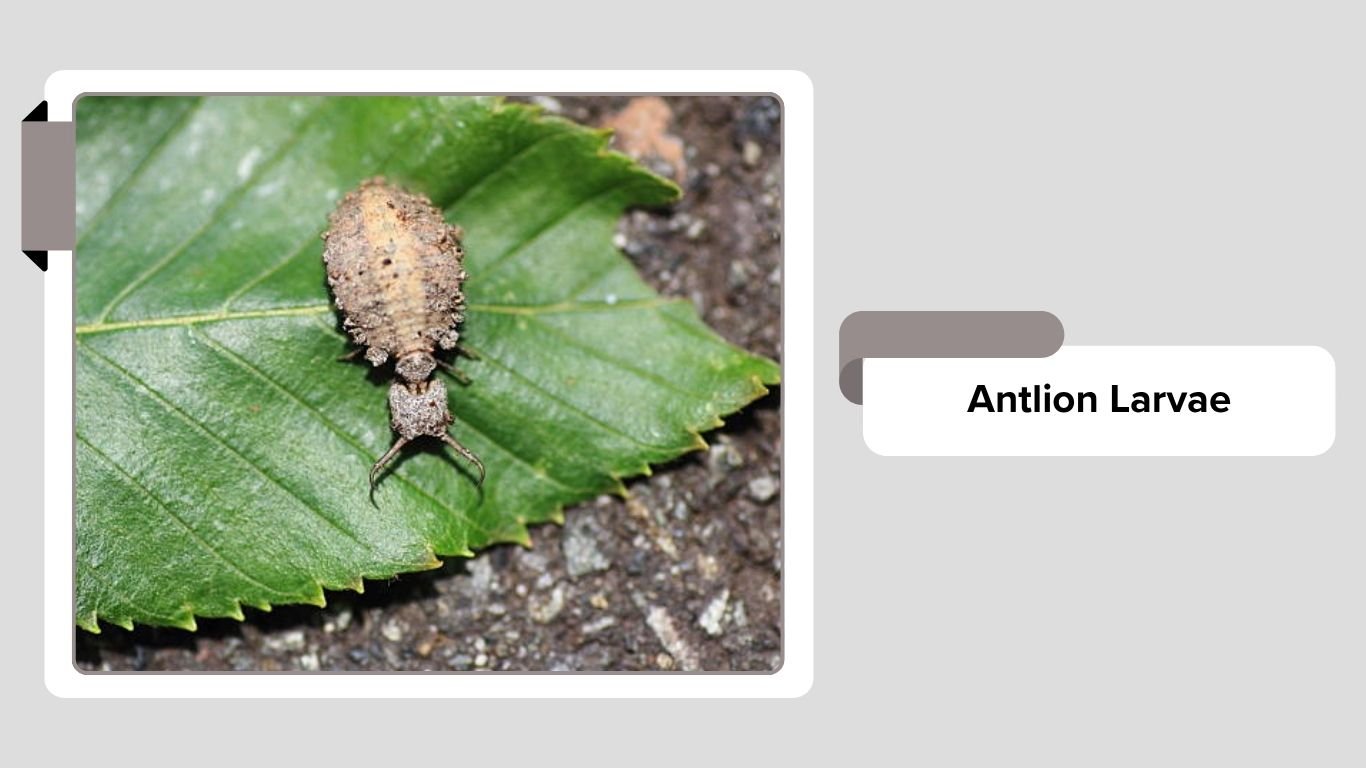 Underground Insects 20 Common insects that live underground: Identification with Pictures