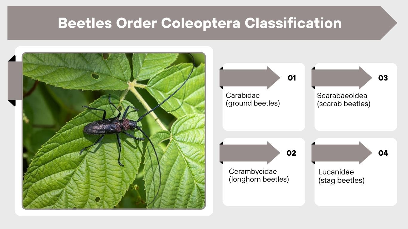 Coleoptera Beetle: Identification, Types, Larvae and Habitat