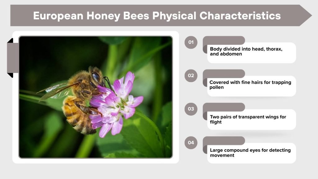 European Honey Bee: Facts, Life Cycle and Importance