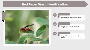 Paper Insects Identifer Red Paper Wasps: Identification, Sting, Nest and Safety Tips