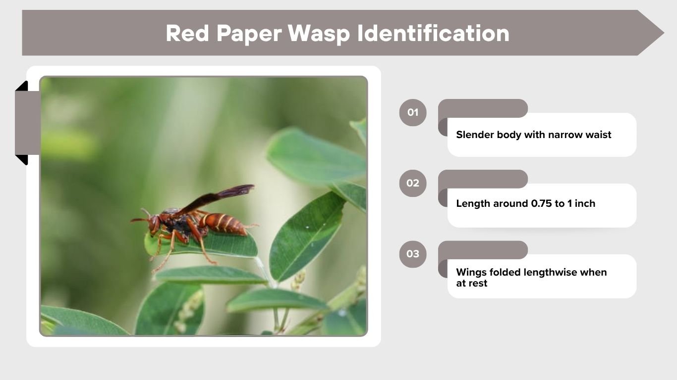 Red Body Wasp Red Paper Wasps: Identification, Sting, Nest and Safety Tips