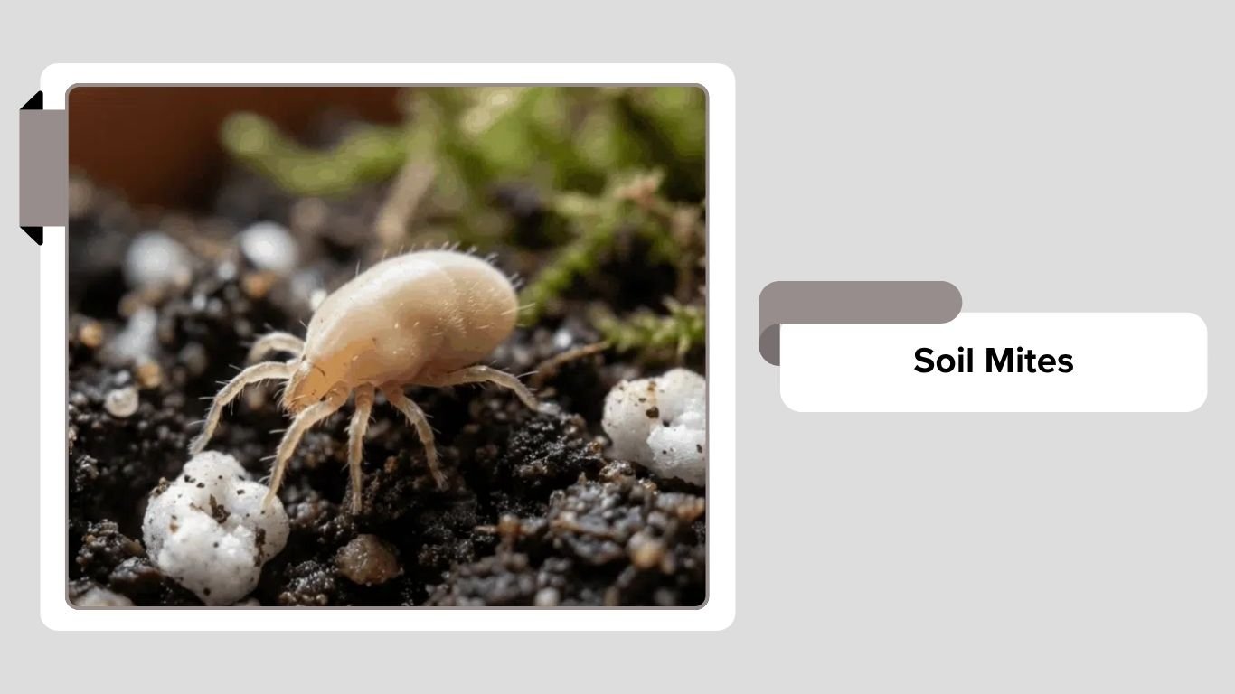 Underground Insects 20 Common insects that live underground: Identification with Pictures