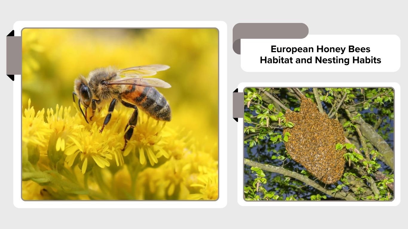 European Honey Bee: Facts, Life Cycle and Importance