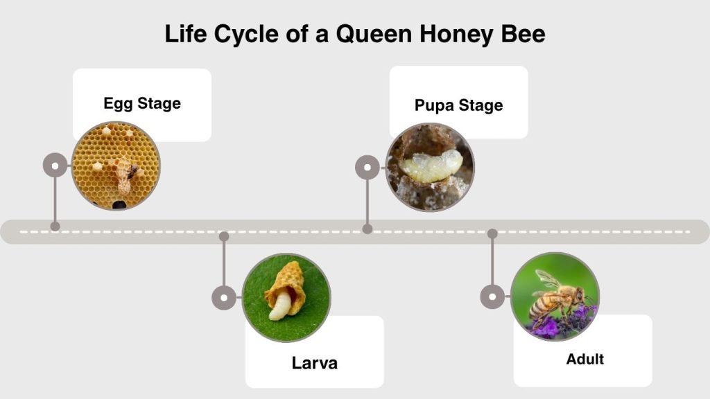 Queen Bee Development Chart Queen Honey Bee: Life Cycle, Lifespan and Key Facts