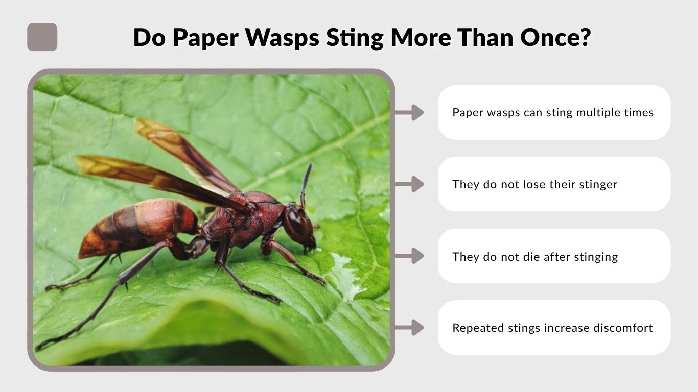 Do Paper Wasps Sting? Pain, Behavior and Treatment Guide