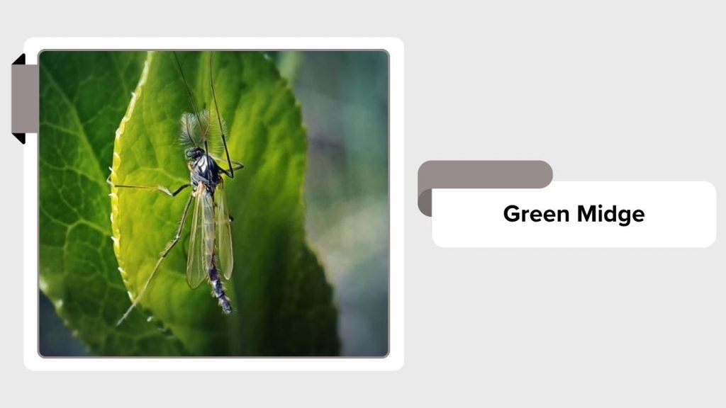 Midge Insect Types 11 Types of Non-Biting Midges: Identification with Pictures