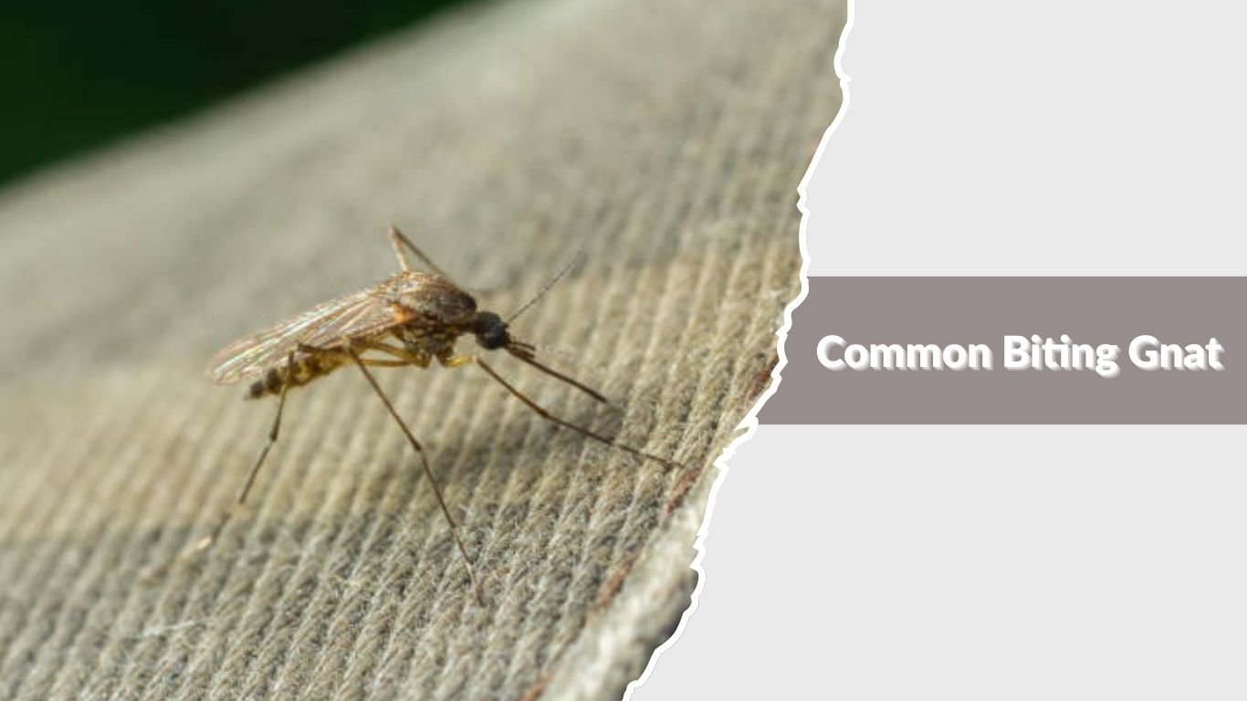 13 Types of Biting Midges: Identification with Pictures