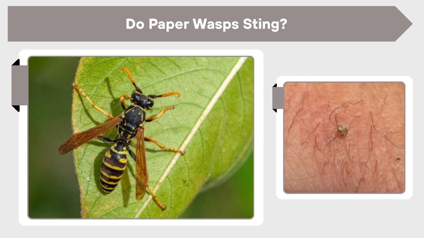 Paper Wasps: Identification, Sting, Nests and Safe Removal
