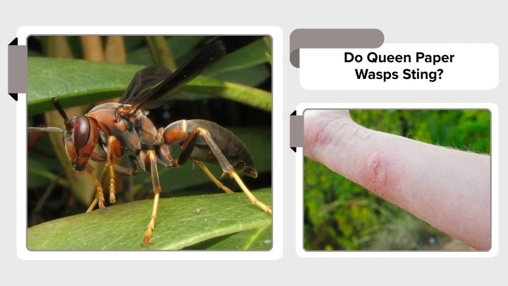Paper Wasp Queen: Size, Sting and Life Cycle Guide