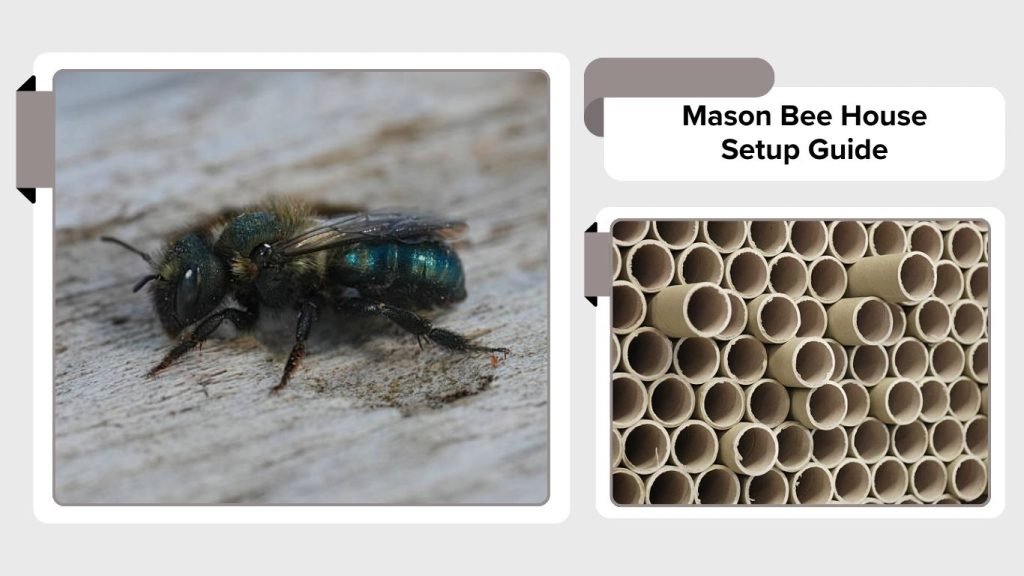 Mason Bees: Types, Habitat, Benefits, Life Cycle & Care Guide