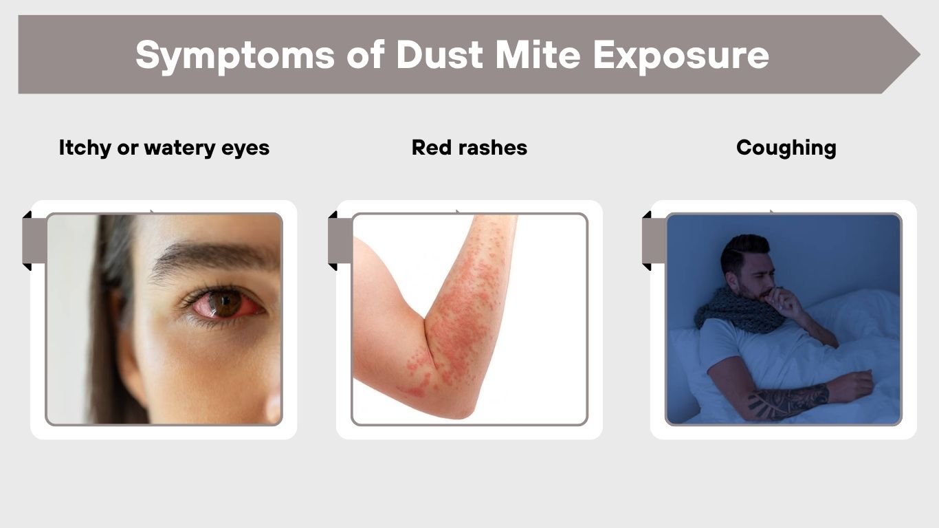 Dust Mites in Bed: Symptoms, Signs & How to Get Rid of