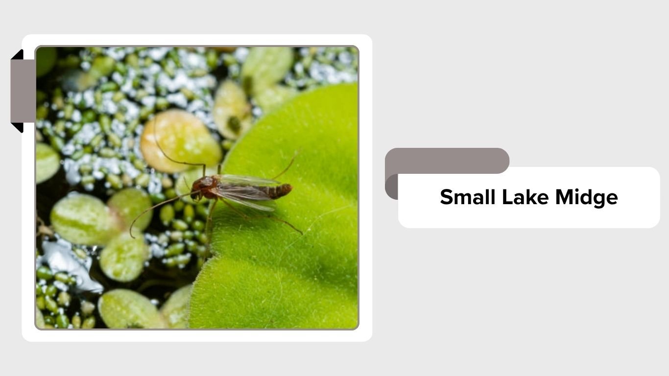Midge Insect Types 11 Types of Non-Biting Midges: Identification with Pictures