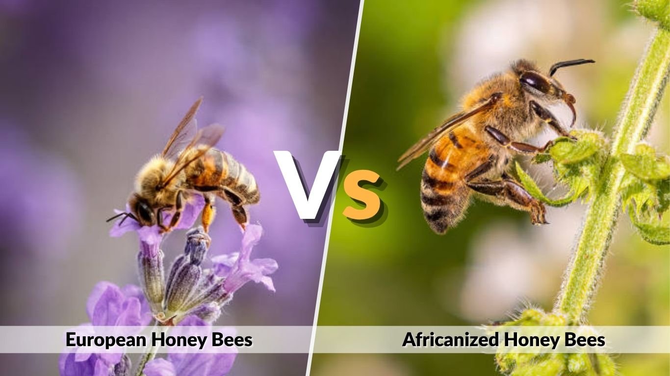 European Honey Bee: Facts, Life Cycle and Importance